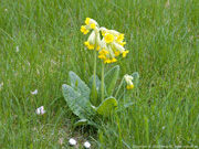 Gullviva / Primula veris (Cowslip)
